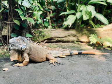 Grüner Leguan Nahaufnahme